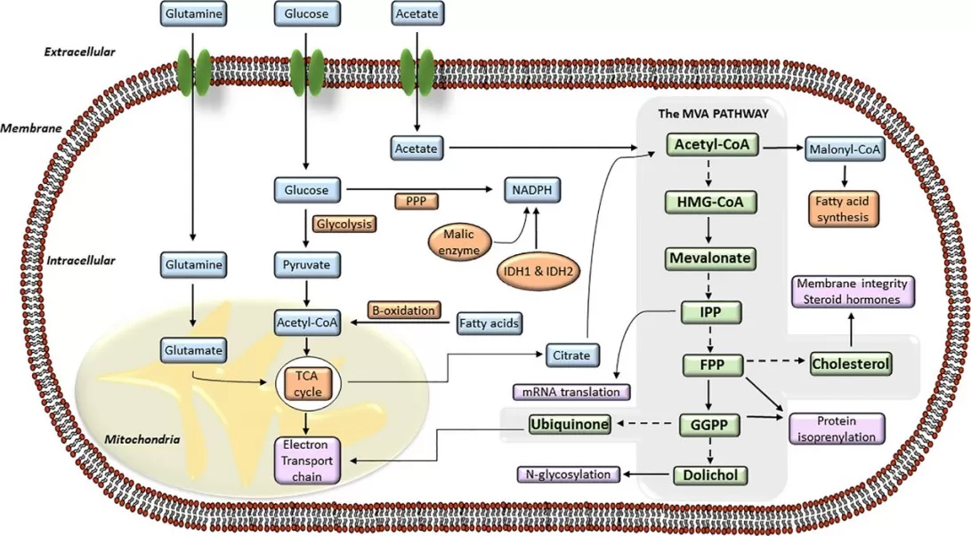 The mevalonate (MVA) pathway and its connection with the intracellular energy metabolism signaling (Guerra et al., 2021)